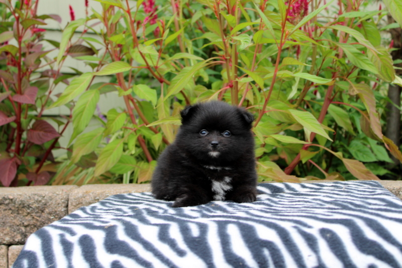 puppy, for, sale, Pomeranian, Matthew B. Stoltzfus, dog, breeder, Gap, PA, dog-breeder, puppy-for-sale, forsale, nearby, find, puppyfind, locator, puppylocator, aca